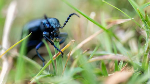 A black beetle with a blue sheen, chews on grass